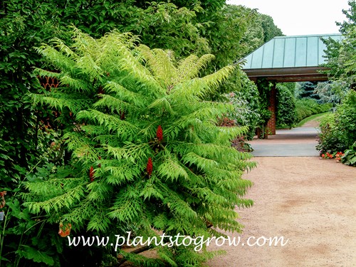 Fernleaf Sumac (Rhus typhina laciniata)